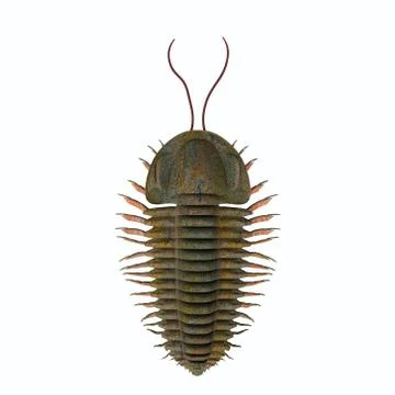 Trilobite triarthrus Stock Illustration