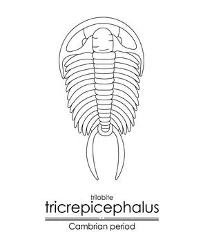 Trilobite Tricrepicephalus Stock Illustration