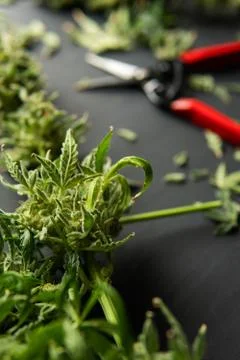 Trim before drying. Mans hands trimming marijuana bud. Growers trim their pot Stock Photos