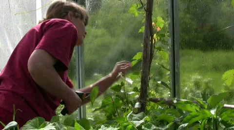 Trim grape vine Stock Footage 450866