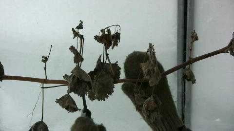 Trim grape vine in winter Video stock 611607