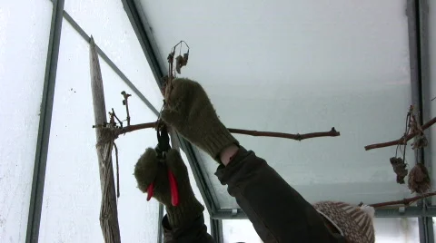 Trim grape vine in winter Stock-Footage 611635