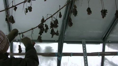 Trim grapevine in winter Stock Footage 636300