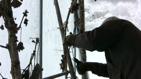 Trim grapevine in winter Stock Footage 636350