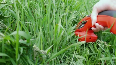 Trimer cuts the grass. mowing grass. lawn. 動画素材 135347108