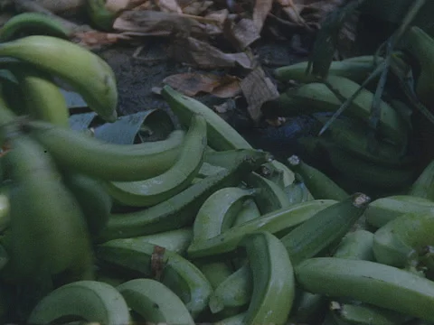 Triming platanos from stalk, 2K. Stock Footage 147289152