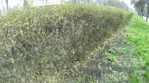 Trimmed bushes 스톡 동영상 48502995