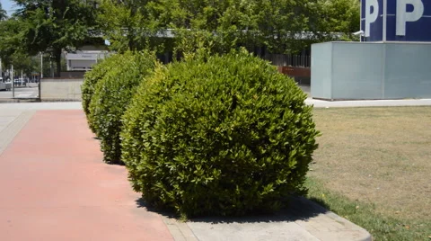 Trimmed Bushes Stock-Footage 54393947