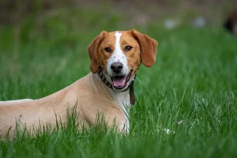 Trimmed dog posing to camera on the meadow Stock Photos