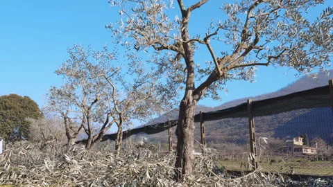 Trimmed dried olive trees branches on mediterranean plantation, working in the Video stock 228690018