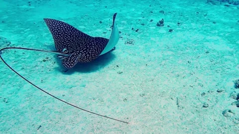 Trimmed eagle ray feeding in sandmov Stock Footage 344818816
