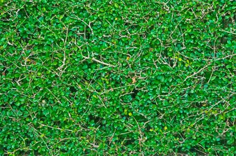 Trimmed green tree texture background Stock Photos