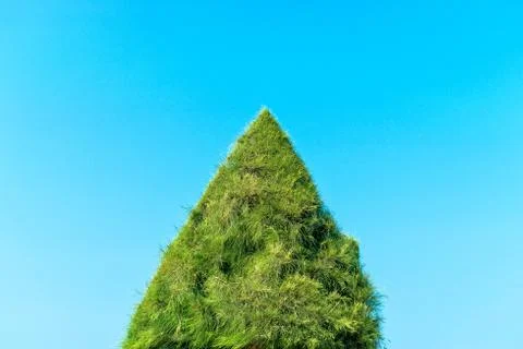 Trimmed green triangle tree with clear sky background Stock Photos
