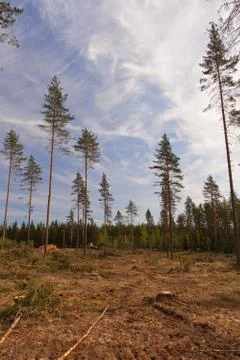 Trimmed logging site Stock Photos