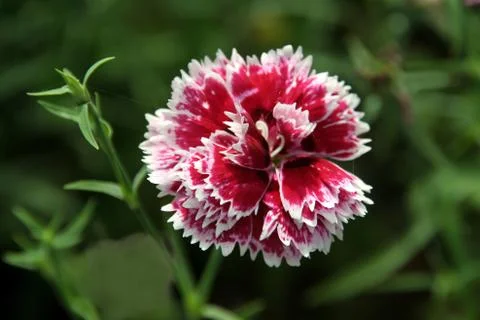 Trimmed Pattern Stock Photos