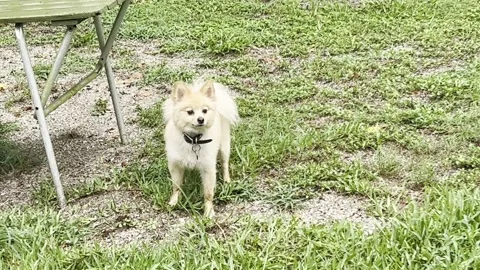 Trimmed Pomeranian playing Stock Footage 317102661