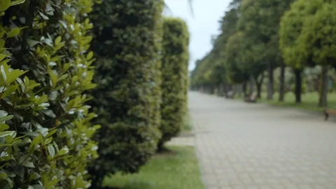 Trimmed shrub on the background of the road in the park. Video stock 112376452