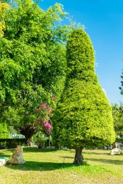 Trimmed tree of oval shape in park on sunny day Stock Photos