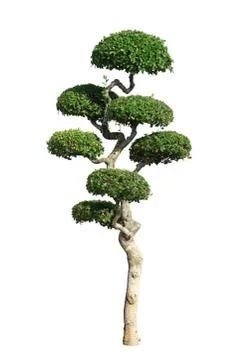 Trimmed tree Stock Photos