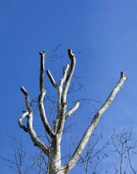 Trimmed tree Stock Photos