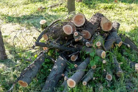 Trimmed tree trunks on top of each other in the forest Stock Photos