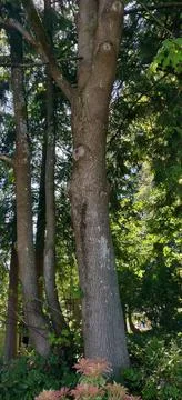 Trimmed tree trunks in the woods Stock Photos