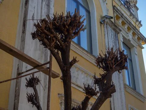Trimmed trees. Trees with pruned branches. The work of gardeners. Seasonal .. Stock Photos