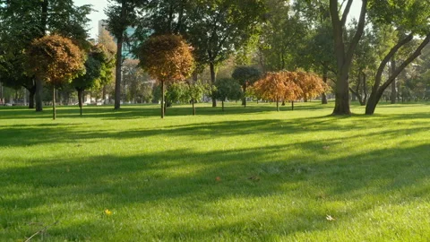Trimmed Trees with Yellow Leaves on Green Lawn in City Park: dolly in-camera Stock Footage