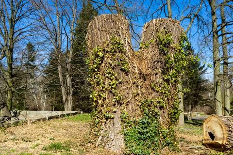 Trimmed trunk of double tree covered with ivy. Stock Photos