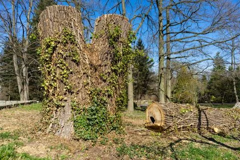 Trimmed trunk of double tree covered with ivy. Stock Photos