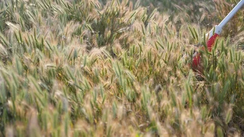 Trimmer cutting grass on the sunset. Slow motion. Stock Footage 109301196