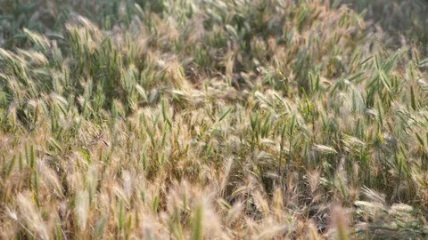 Trimmer cutting grass on the sunset. Slow motion. Stock Footage 109301223