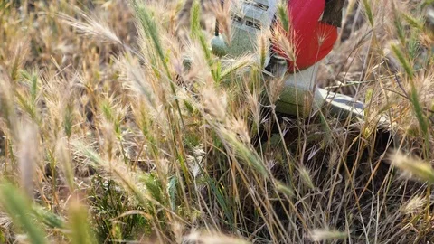 Trimmer cutting grass on the sunset. Slow motion. Stock Footage 109301246