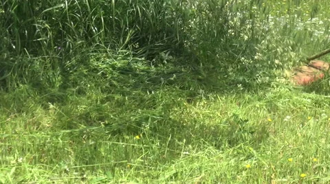 Trimmer for Grasses Stockbeeldmateriaal 62766639