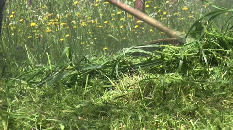 Trimmer for Grasses Stock Footage 62766751