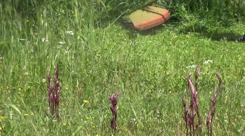 Trimmer for Grasses Видео 62766862