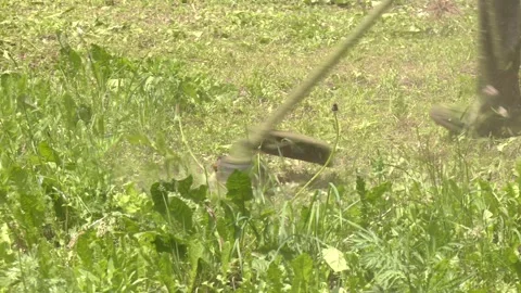 Trimmer mows grass close-up Stock Footage 321829760