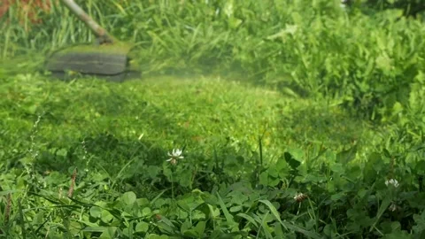 The trimmer mows the grass Stock Footage 159613721