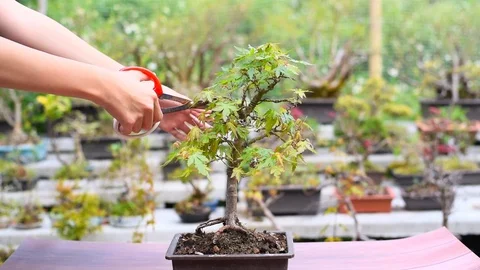 Trimming and pruning the branchs of Japanese Maple Bonsai . Stock Footage