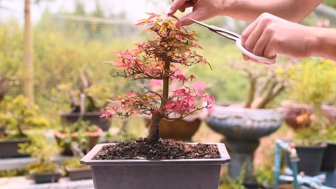 Trimming and Pruning the Branchs of Red Japanese Maple Bonsai . 스톡 동영상 106106813
