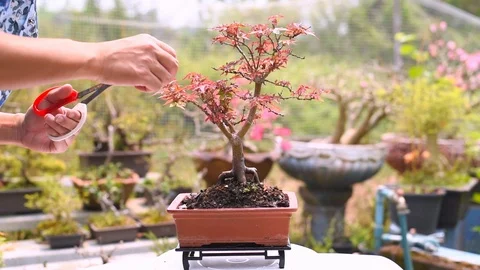 Trimming and Pruning the Branchs of Red Japanese Maple Bonsai . Stock Footage 106106910