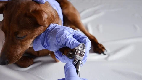 Trimming the animal's claws. Vídeo Stock 124734719