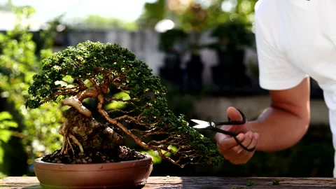 Trimming bonsai trees by using shears or scissors for cutting wood branches. Stock Footage 144766550