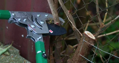 Trimming branches with pruning shears to maintain garden health in a residential 스톡 동영상 291581729