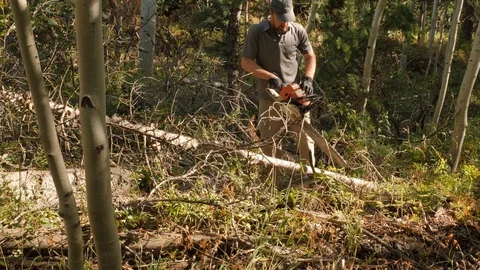 Trimming branches off a tree for firewood.  Stock Footage 94473326