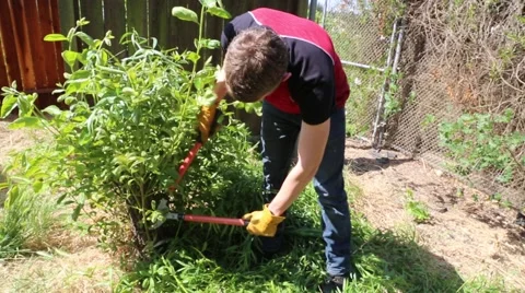 Trimming bush Stock Footage 61629169