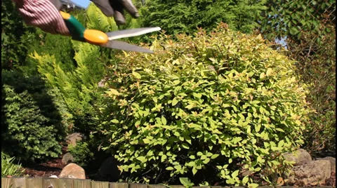 Trimming bushes Stock Footage 31241407