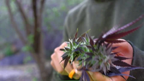 Trimming cannabis flower bud with scissors Vídeos de archivo 345548830