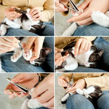 Trimming cat nails Stock Photos