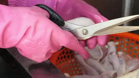 Trimming Chicken Legs with Scissors close up Video stock 343026850